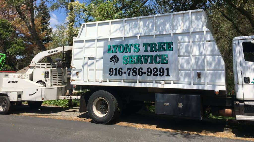 Tree Trimming in Grass Valley
