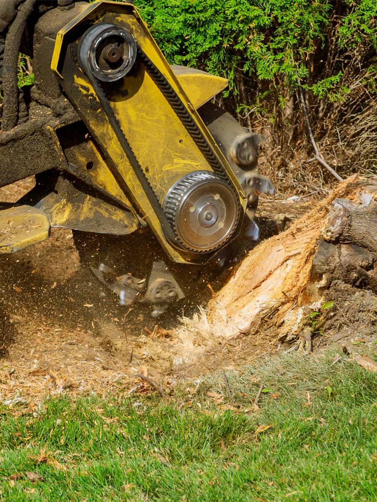 stump grinding services northern ca